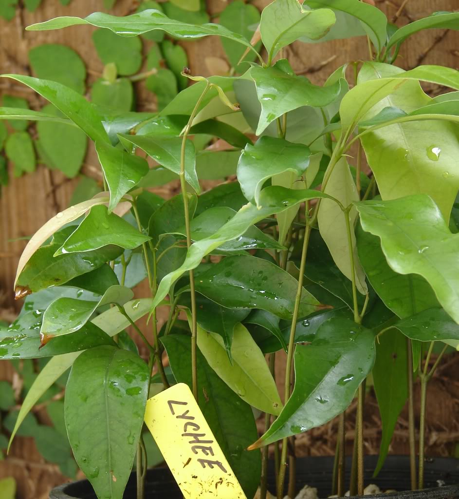 LYCHEE seedlings for sale