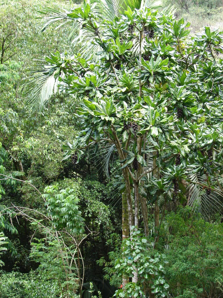 The Yum-yum Tree is a large low-branching fruit-bearing tree to 60 feet found throughout Melanesia.
picture by 7_Heads