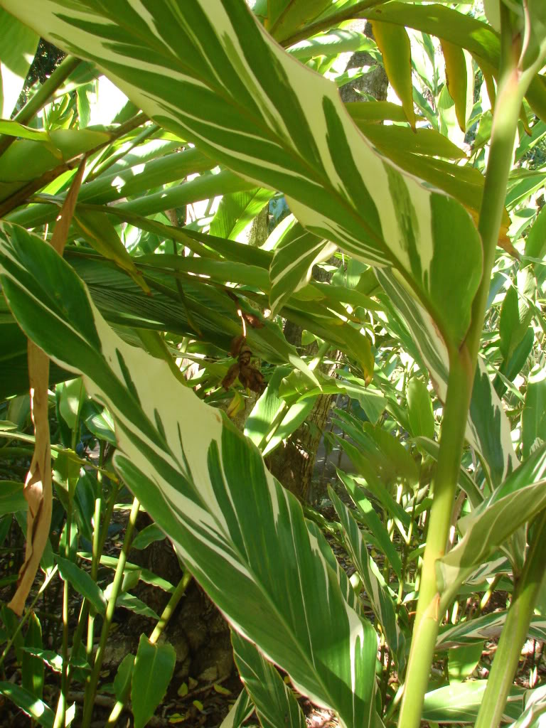 Alpinia vittata Plant