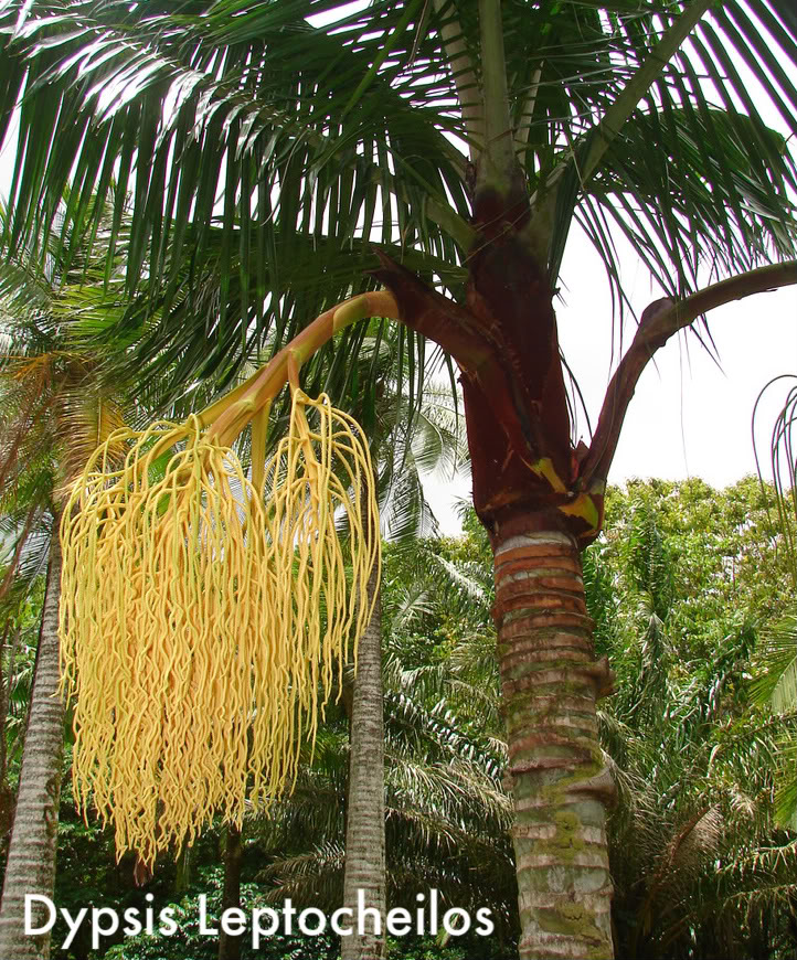 Teddy Bear Palm