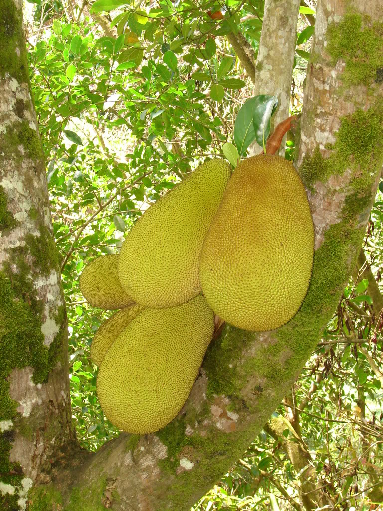 The exterior of the compound JACKFRUIT fruit is green or yellow when ripe. The Jackfruit is oblong in shape, its skin is greenish in color but turns yellowish when ripen. The skin is dimpled,soft and slightly bouncy to the touch.