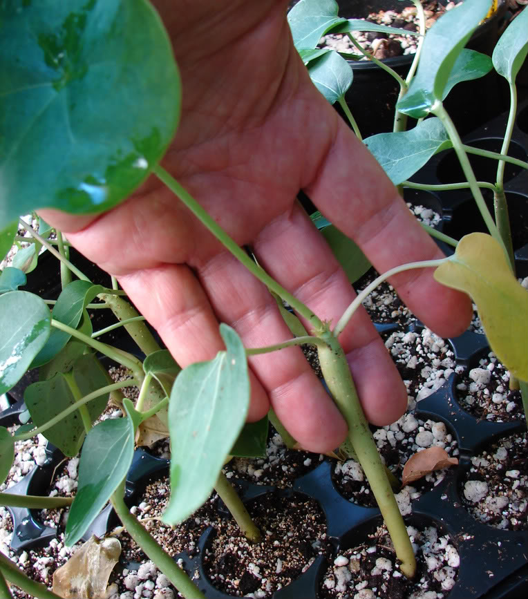 Buddha Belly Plant Jatropha podagrica Seedling item up for sale
