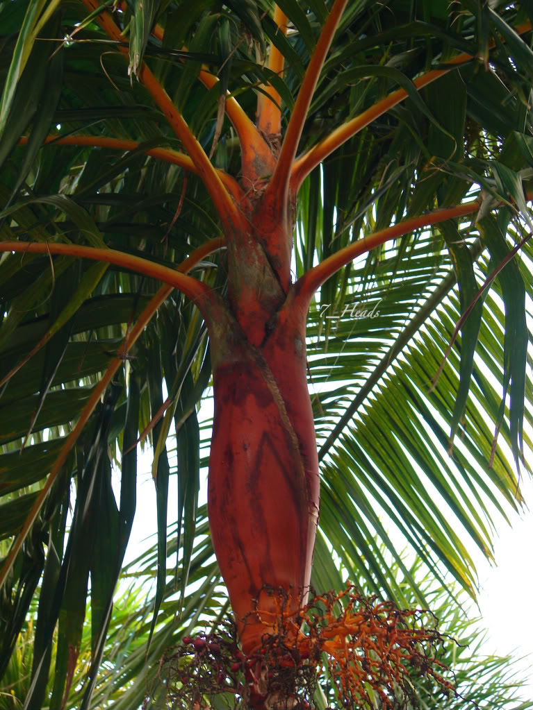 Areca vestriara picture by 7_Heads