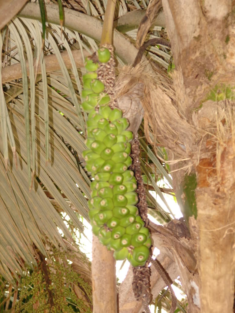 Buri Palm oversized corn-on-the-cob-like spicate
picture by 7_Heads