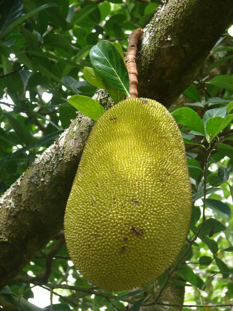 Jackfruit, Jakfruit, Jaca, Nangka.
 picture by 7_Heads