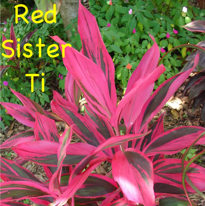 Red Sister Ti 
    picture by 7_Heads