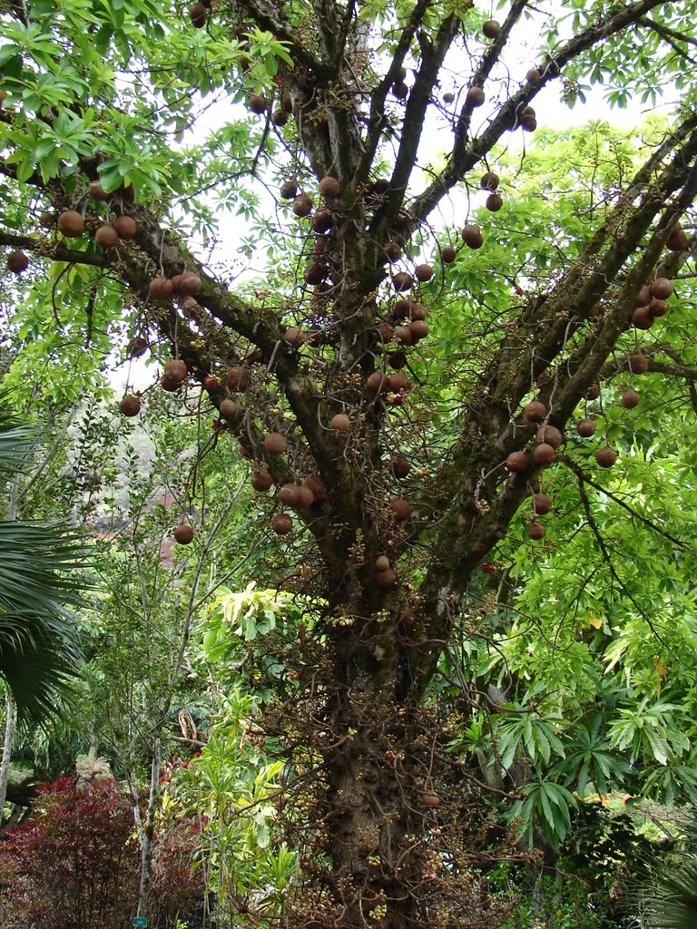 Cannon Ball Tree
picture by 7_Heads