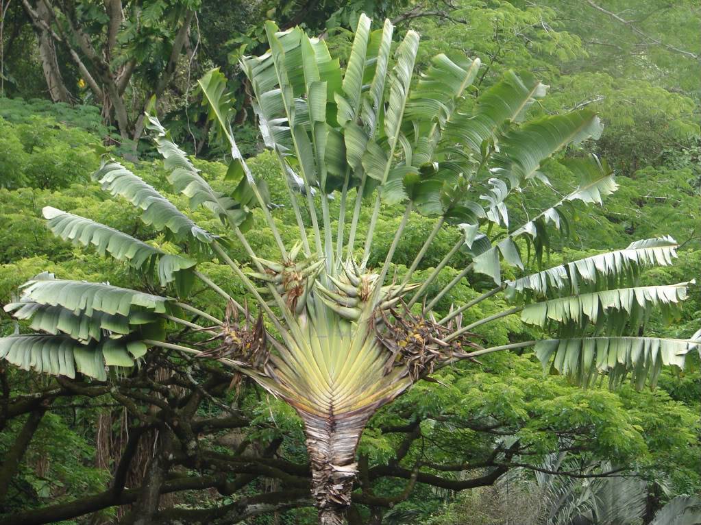 Ravenala madagascariensis leaves, The Traveller's Tree - ho…