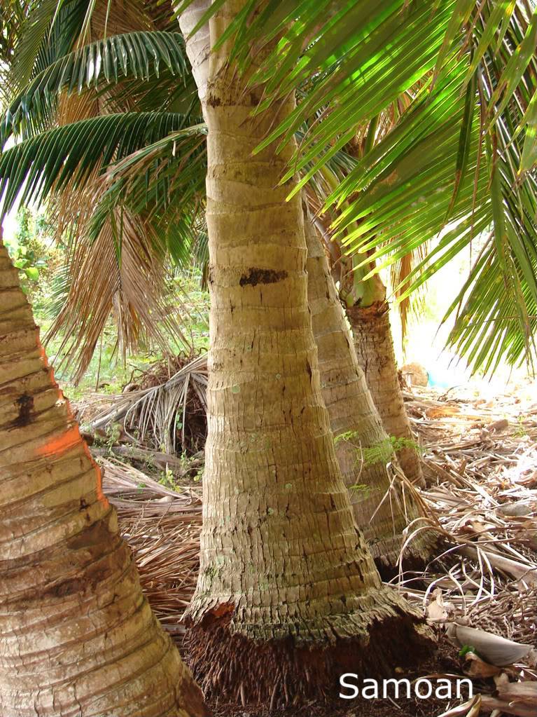 Samoan Dwarf (Niu Leka) Coconut picture by 7_Heads