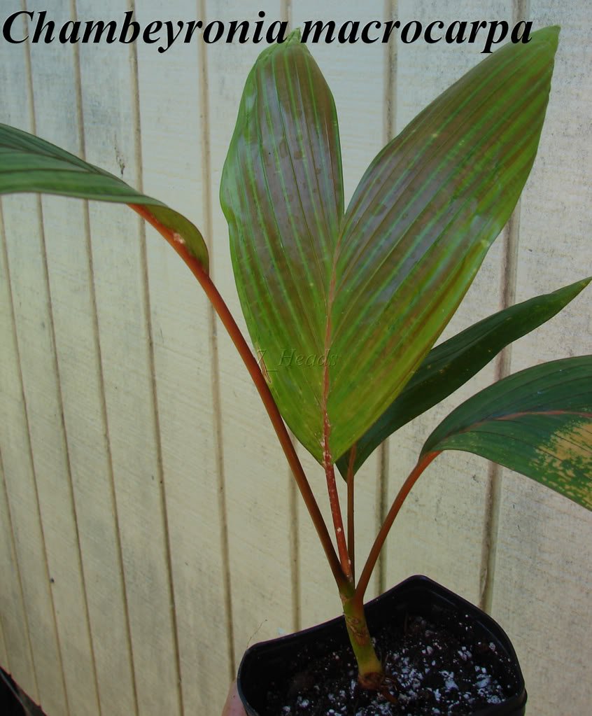 Similar Chambeyronia macrocarpa palm for sale