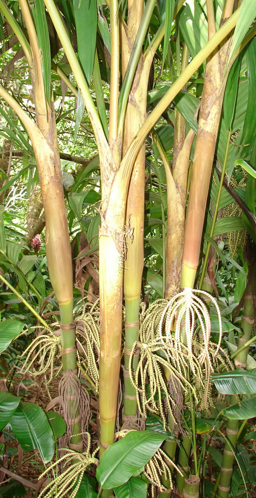 Pinanga Kuhlii Clump
picture by 7_Heads