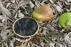 Calabash Gourd Tree is one of the world's most interesting trees.  La'amia, Crescentia cujete Linnaeus