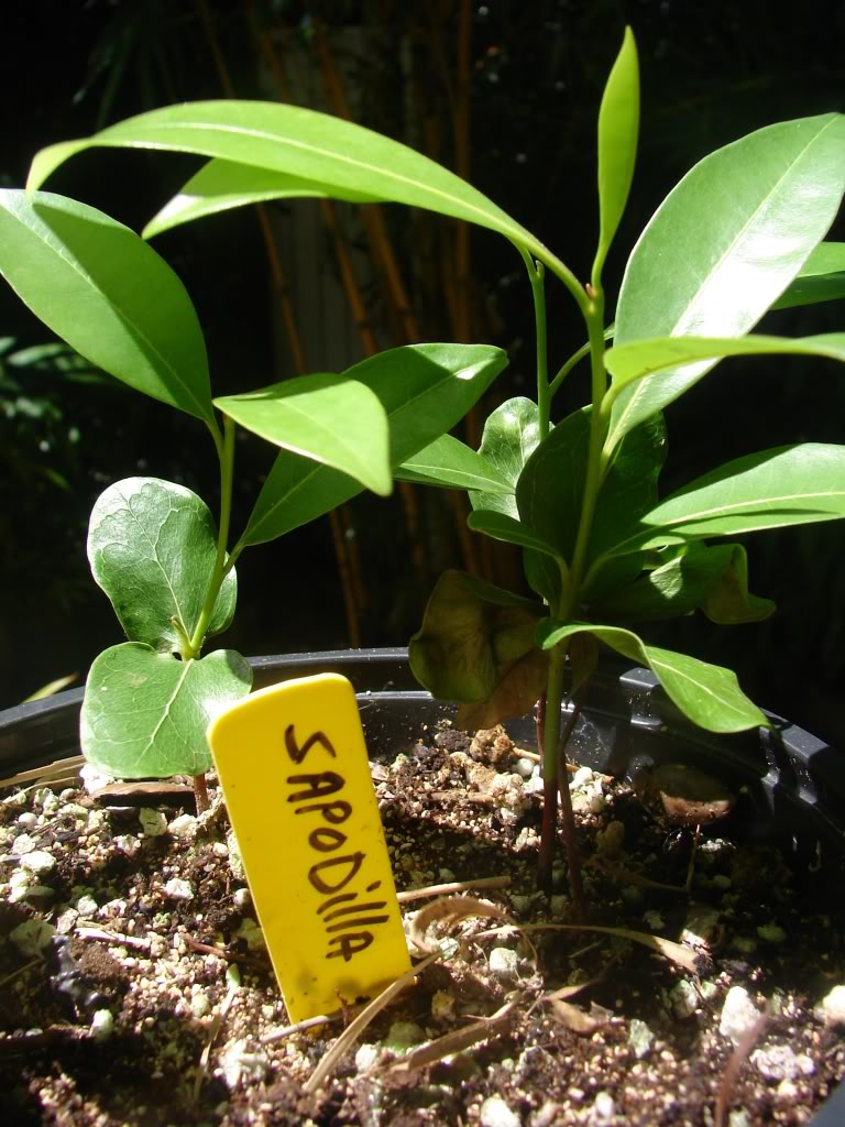 Alona Sapodilla seedlings for sale