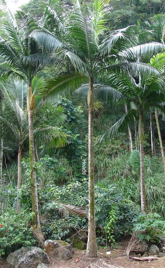 Dictyosperma album AKA Hurricane Palm, from its ability to withstand very strong winds.