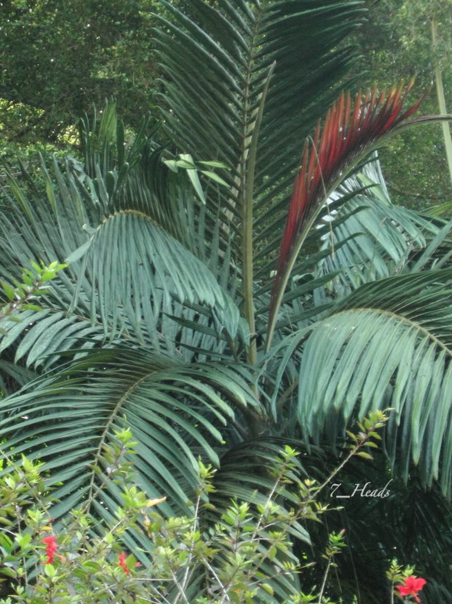 A native of New Caledonian forests