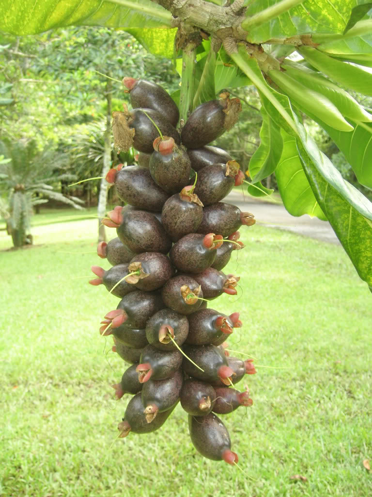 Barringtonia edulis Fruits. 
The English common name is Cut Nut. 
The Barringtonia edulis tree germinates in the wild from fruits dropped on the ground or spread by bats.
 picture by 7_Heads