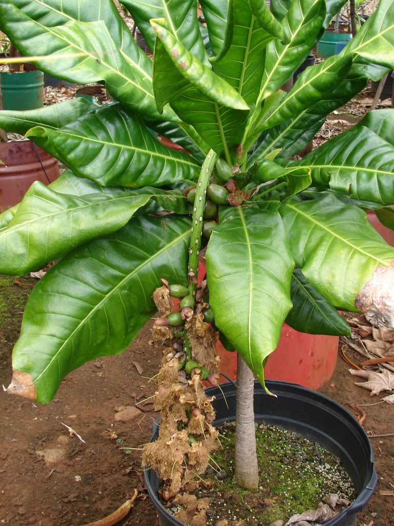 Barringtonia edulis very large, green leaves with pale veins with broad, rounded tip