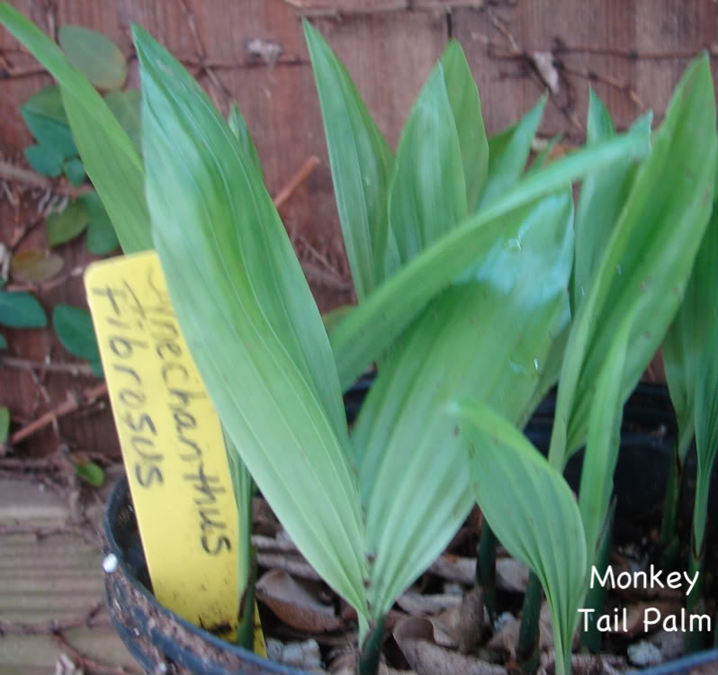 Monkey Tail Palm seedlings for bid