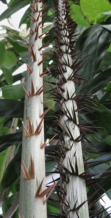 Salacca wallichiana thorns on the petioles