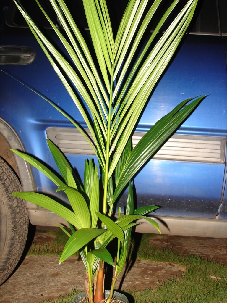 Red Sealing Wax Palm for sale
 Cyrotstachys renda  Waist to Shoulder high
 picture by 7_Heads