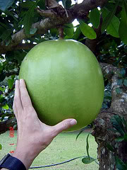 Calabash Gourd Tree is one of the world's most interesting trees.  La'amia, Crescentia cujete Linnaeus