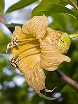 Calabash Gourd Tree is one of the world's most interesting trees.  La'amia, Crescentia cujete Linnaeus