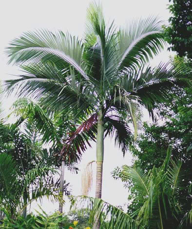 Alexander King Palm