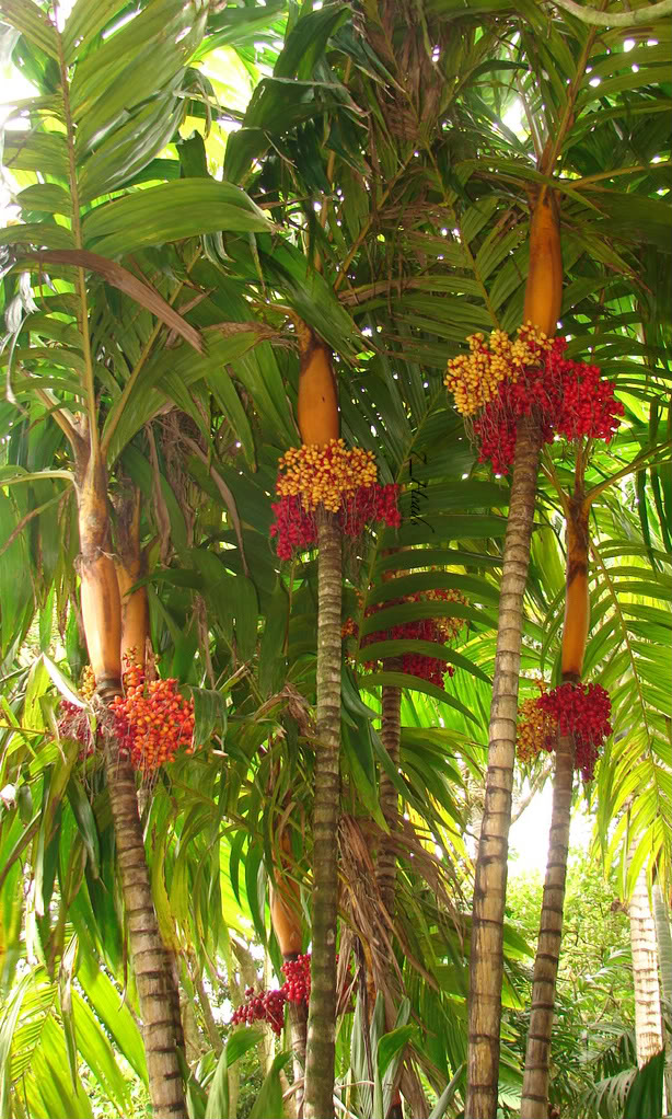 Orange Collar Palm * Areca vestiaria picture by 7_Heads