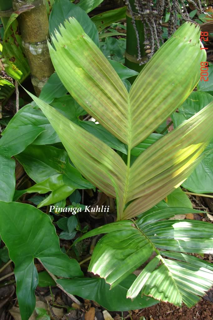 Pinanga Kuhlii New Leaf
 picture by 7_Heads