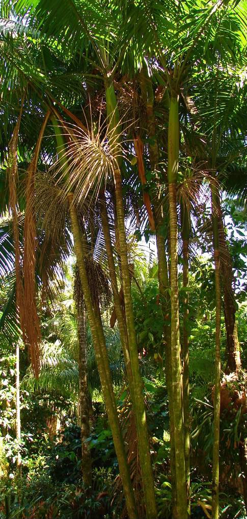 The Açaí palm is a fast grower with multiple clumping stems.