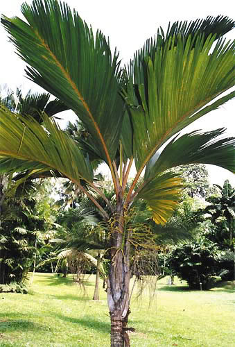 Stevensonia Palm