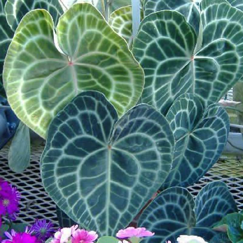 Anthurium crystallinum 'Mehani'