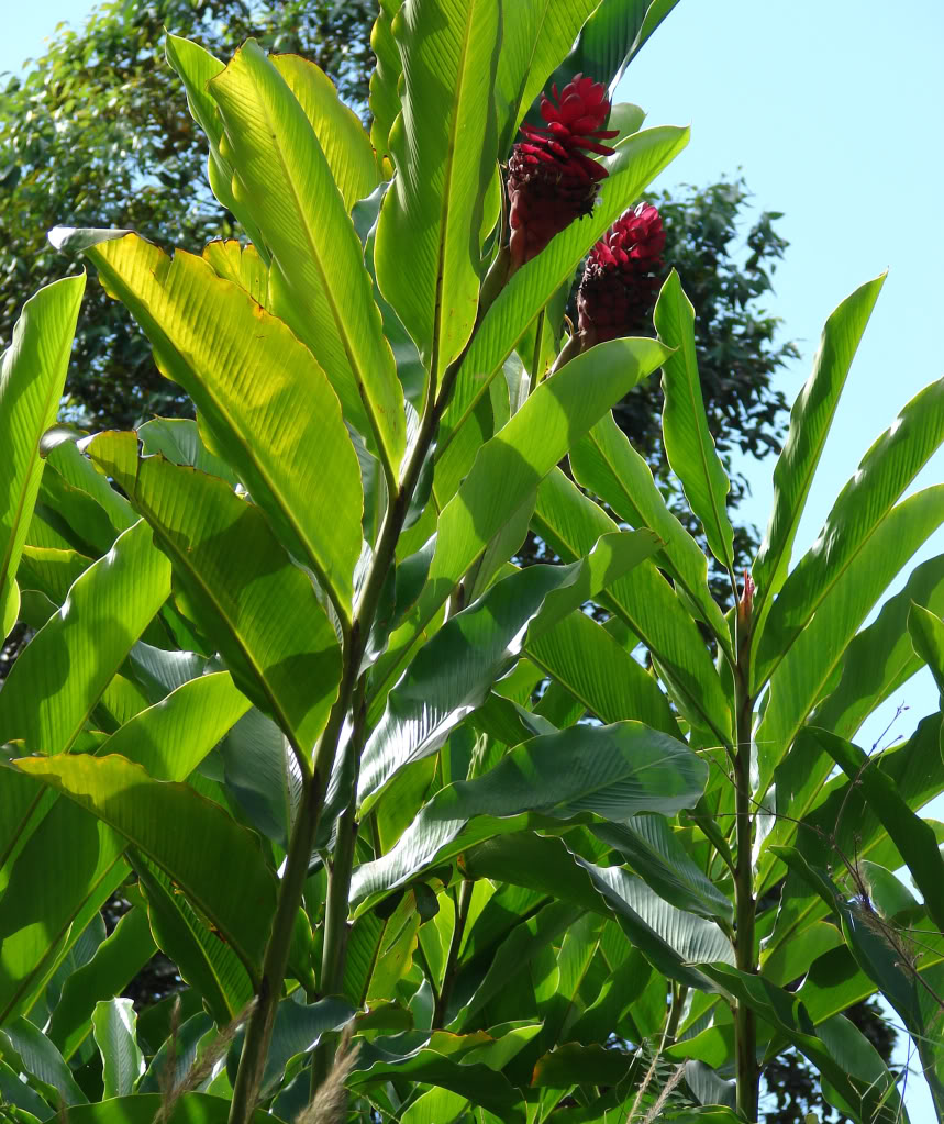 Alpinia purpurata 'RED' Foliage is attractive!