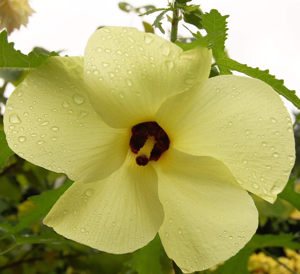 Edible Hibiscus is a large ornamental okra with dinner-plate-sized, sulfur yellow flowers with dark eyes.
 While the large yellow flowers are very ornamental, the importance of this plant is that it is one of the world's most nutritious leafy vegetables.
 Abelmoschus manihot