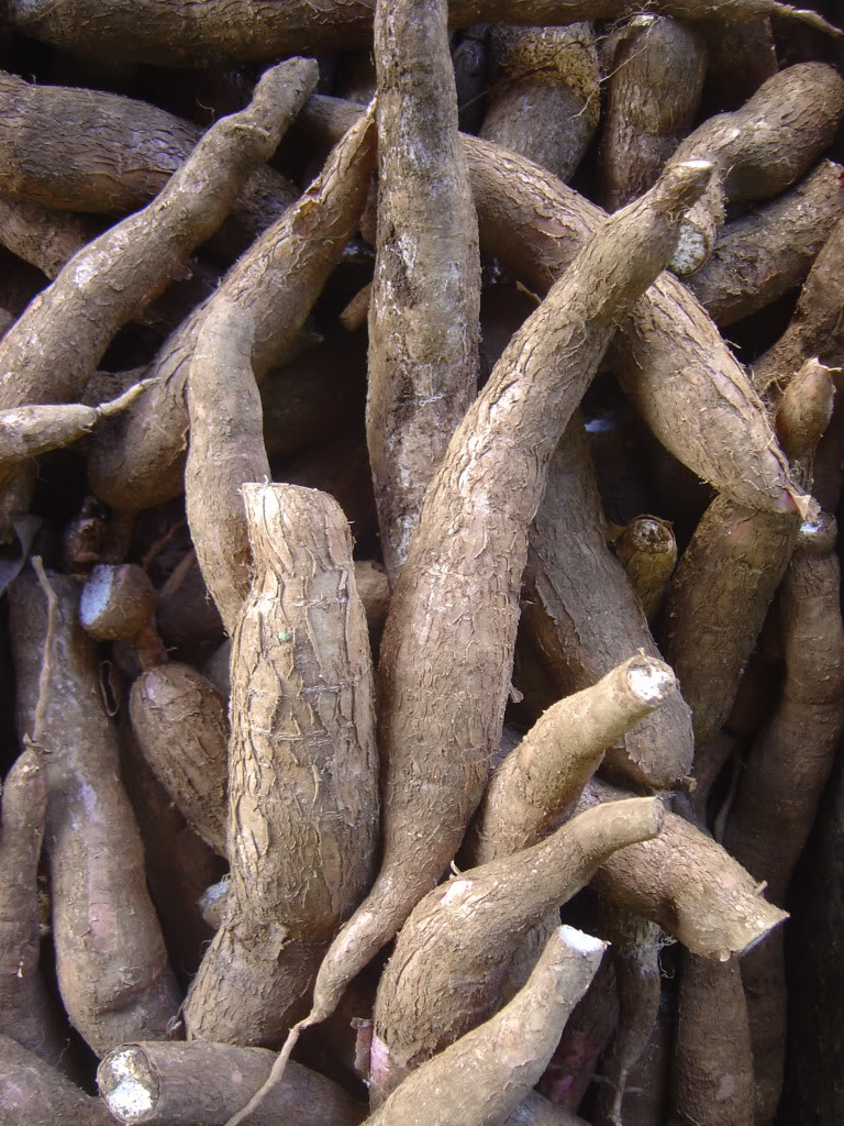 Even Edible Hibiscus roots is used to make neri, a starchy substance used in making Washi.
 Abelmoschus manihot
