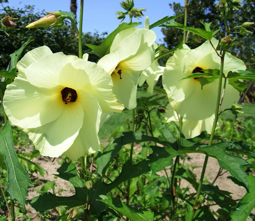 Edible Hibiscus flowers are a lovely pale yellow with a dark purple/maroon center.
 Abelmoschus manihot