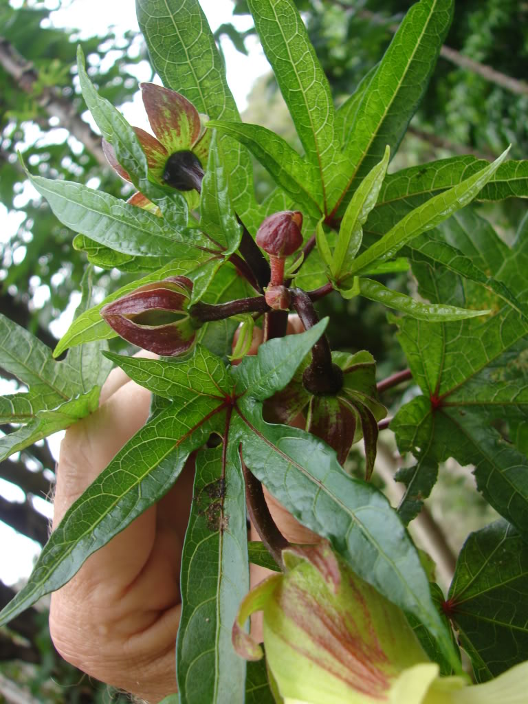 Edible Hibiscus is one of the world's most nutritious leafy vegetables.  The leaves are tender and sweet and can be served raw or steamed (leaf for life).
 Abelmoschus manihot