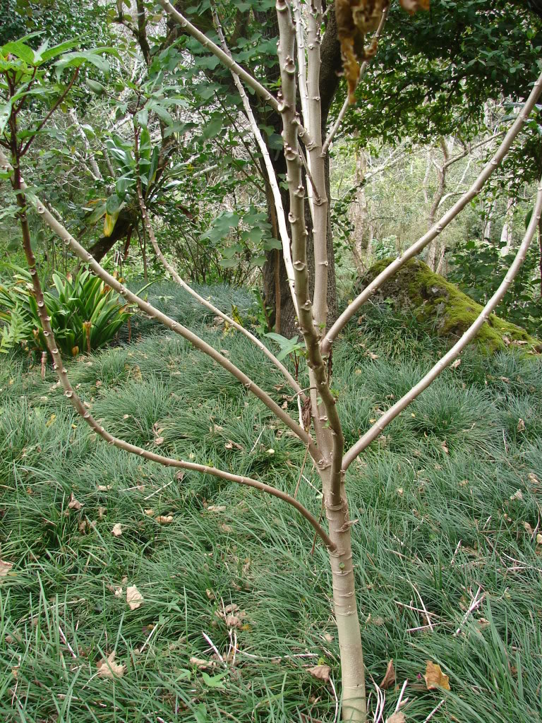 Edible Hibiscus will develop branches and become woody with age.
 Abelmoschus manihot