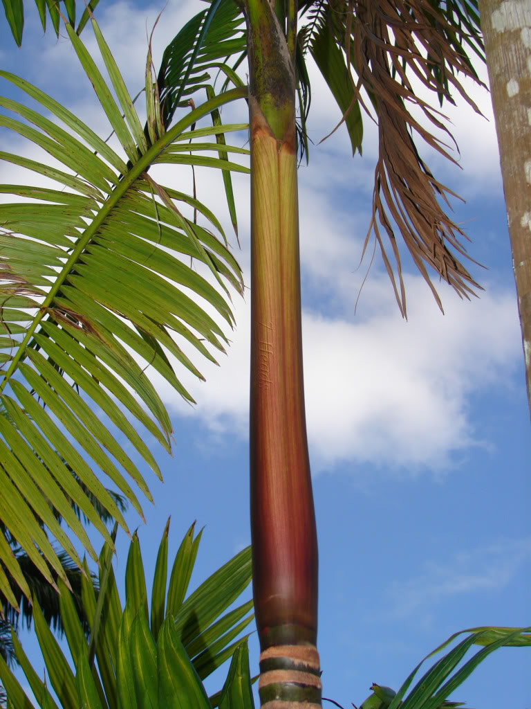 Acai Palm 
This is the genuine Açaí palm, a very tropical palm from Brazil.