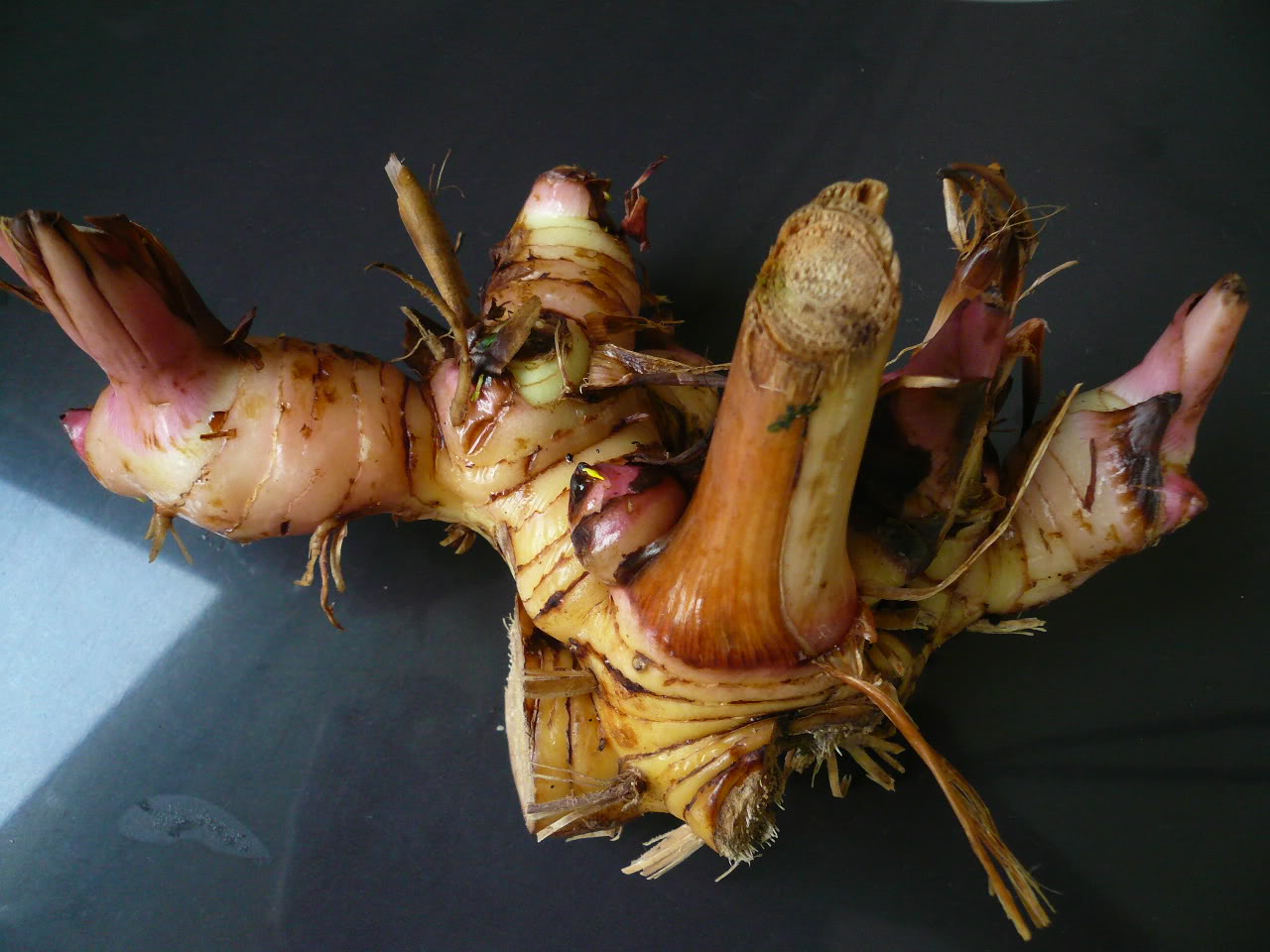 These rhizomes are a common ingredient in Thai soups and curries. 
 Ginger Rhizomes