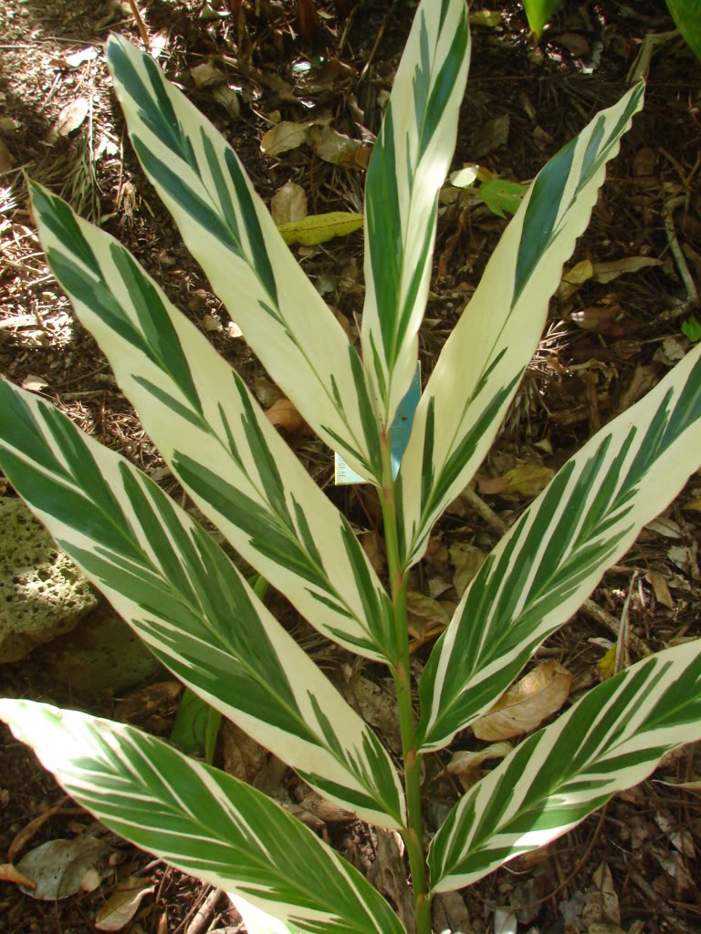 Alpinia vittata Plant
