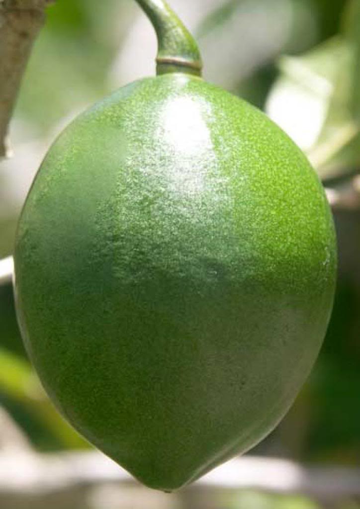 Black Calabash
Amphitecna latifolia