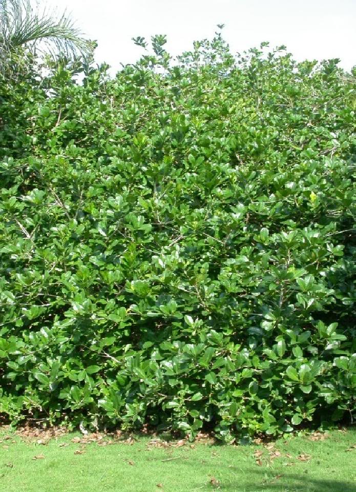 Black Calabash
Amphitecna latifolia