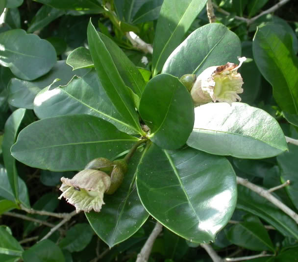 Black Calabash
Amphitecna latifolia
