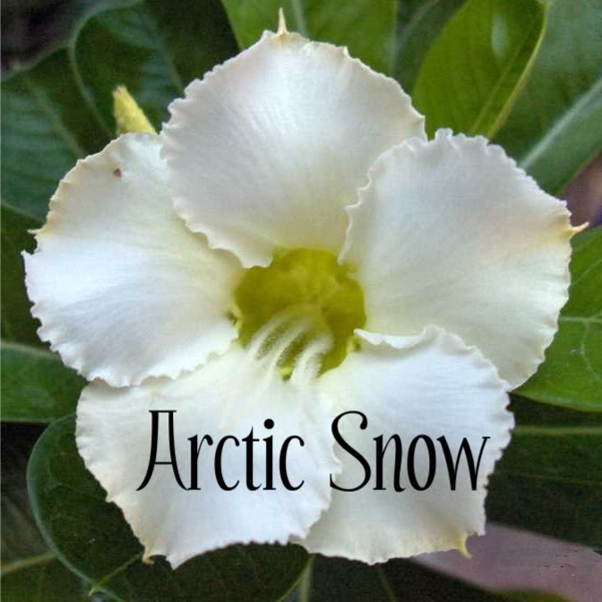 Adenium obesum 'Artic Snow'