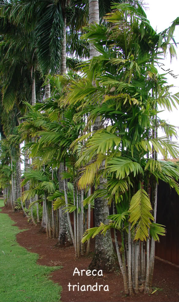 Areca triandra is the most cold hardy of the Arecas.