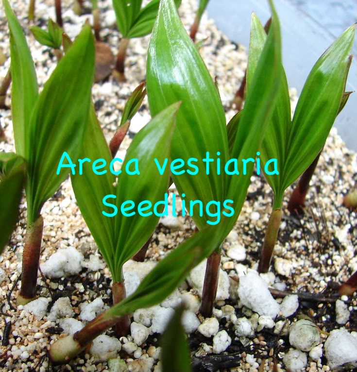 Orange Collar Palm * Areca vestiaria seedlings for sale