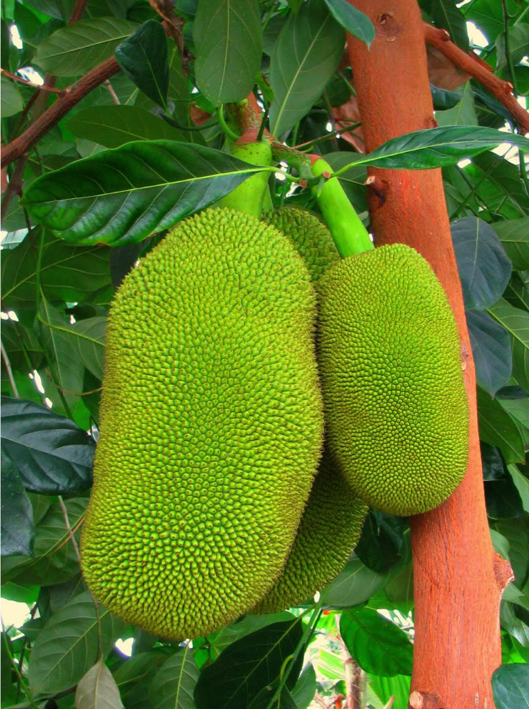 Jakfruit 
World's Largest Fruit
Artocarpus heterophyllus