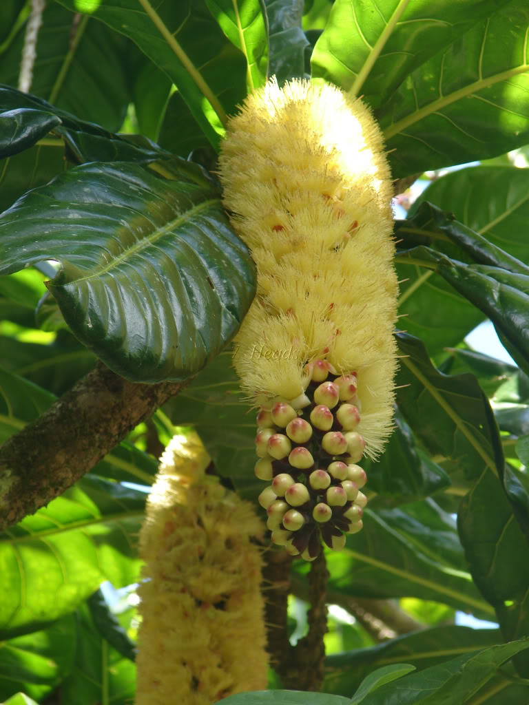 Barringtonia edulis FLowers. 
The Barringtonia edulis tree Flowering occurs several times a year.
 picture by 7_Heads