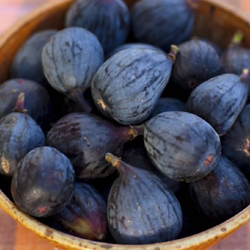 Ficus carica cv Black Mission Figs